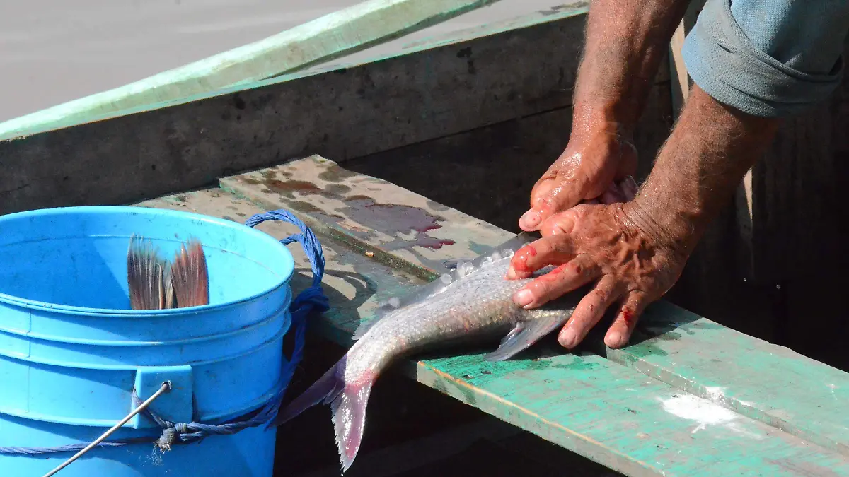 Mejora la venta de pescado producido en la presa Constituci_n de 1917.  Luis Lu_vanos